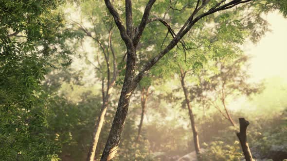 Beautiful Green Forest Glade in a Light of Sun