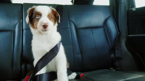 Funny Puppy Fastened with a Seat Belt in the Back Seat of a Car