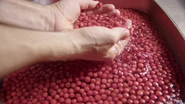 SLOW MOTION CLOSEUP, hands lift washed rowanberries from the sink