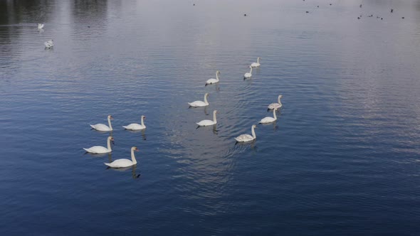 Aerial Shot of a Large Flock of White Swans on the Lake