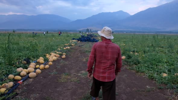 Farmer Walking In Field