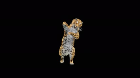 70 Leopard Dancing 4K