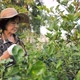 Happy Asian senior farmer harvesting organic fresh green lime in the farm. - VideoHive Item for Sale