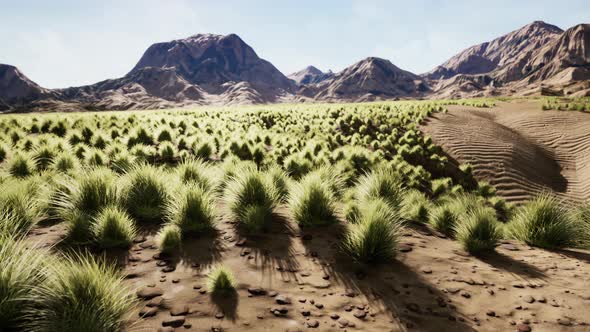 Stoney Desert in Outback Australia alt