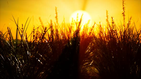 Green Grass on Hills at Sunset