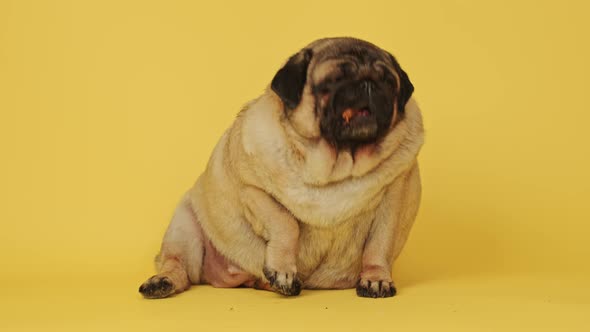 Cute Pug with Dog Treats in His Mouth on a Yellow Background