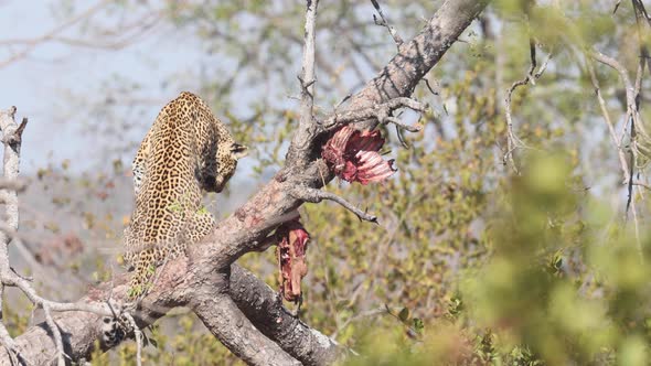 African Leopard sitting in tree near Hartebeest carcass looks to camera