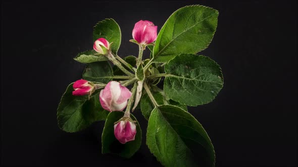 Blossoming Apple-tree Time Lapse on Black Background