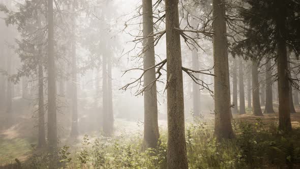 Sunbeams in Natural Spruce Forest