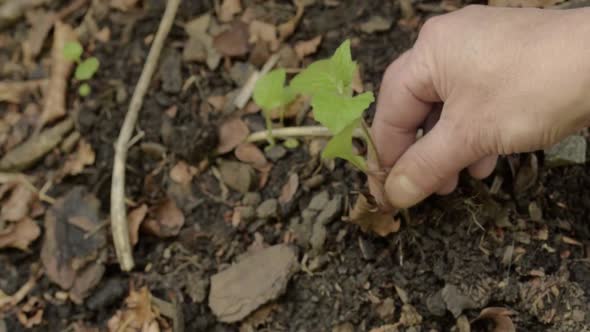 Pulling up plant roots from soil