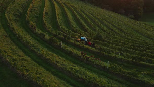 Tractor driving amongs vineyard. In the autumn there is a time to pick up grapes and collect them.