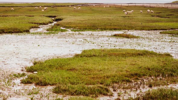 intertidal Wadden Sea Strieper Kwelder sheep grazing ZOOM OUT