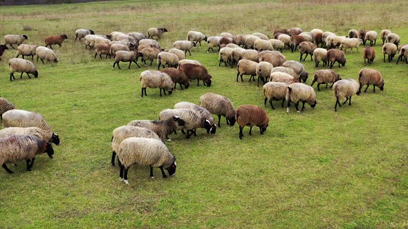 Sheep grazing in a field. Aerial view of a farm with sheeps.