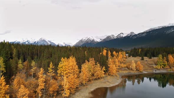 Yellow Autumn Aspen Tree Leaves