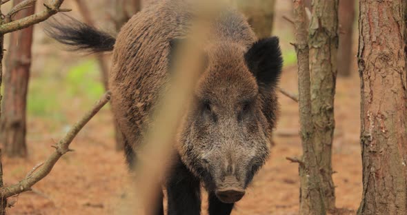 Belarus. Wild Boar Or Sus Scrofa, Also Known As The Wild Swine, Eurasian Wild Pig Sniffs Air In