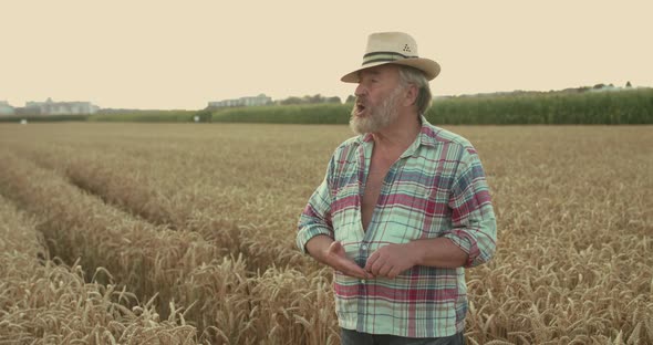 Senior Farmer Checks Wheat Crop on a Field and Emotionally Quarrels with Someone