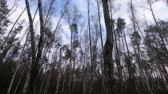 Forest with Birches in the Afternoon