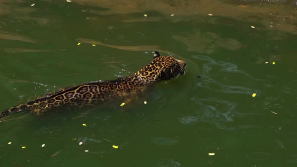 slow-motion of jaguar tiger playing and swimming in pond