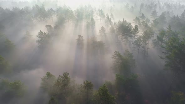 Flying Over Misty Pine Forest During Sunrise. Sun Rays Getting Through Trees in Fresh Morning
