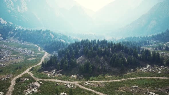 Aerial Top View of Summer Green Trees in Forest in Swiss Alps