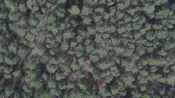 Vertical Video of Pine Forest Aerial View Slow Motion