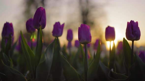 Purple Flowers Tulips Swaying Gently From a Weak Wind. The Rays of the Setting Sun Beautifully