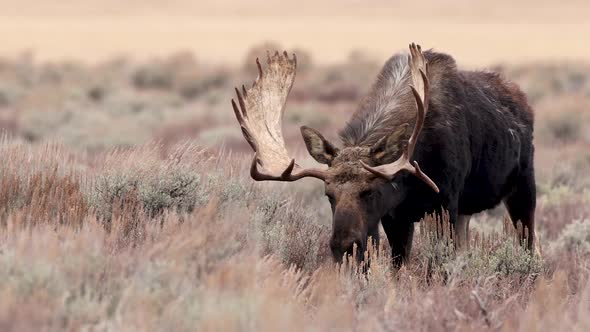 Moose in Grand Teton National Park