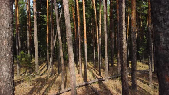 Aerial View of the Coniferous Forest