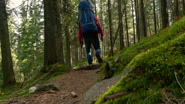 Tourist Guy with a Backpack Walks Along a Trail in a Beautiful Forest