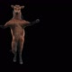 57 Horse Dancing HD - VideoHive Item for Sale