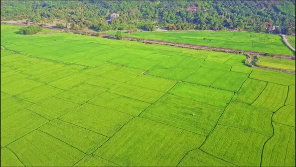 Aerial View Moving Down To Rice Field Against Rails Forest