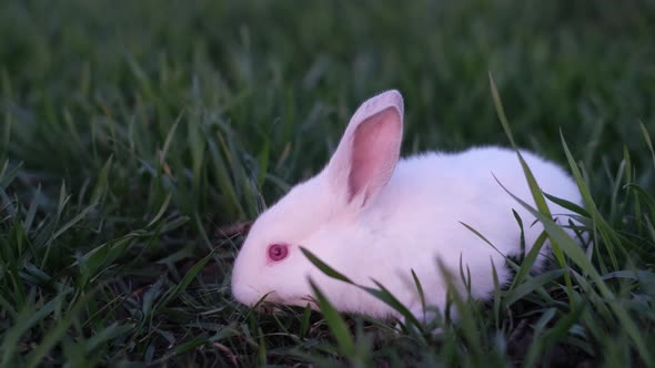 Baby White Rabbit on a Background of Spring Green Grass