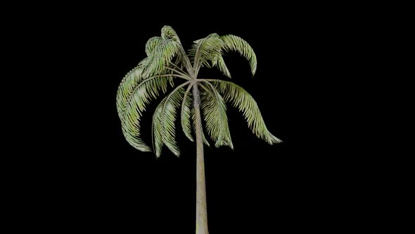 Palm Tree