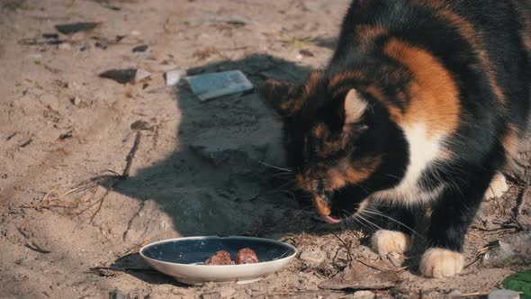 Street Homeless Cats Eat From a Dirty Bowl on the Ground on the Street