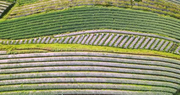 bird eye view level shoot of vegetable garden. Aerial drone view of a vegetable field in the village