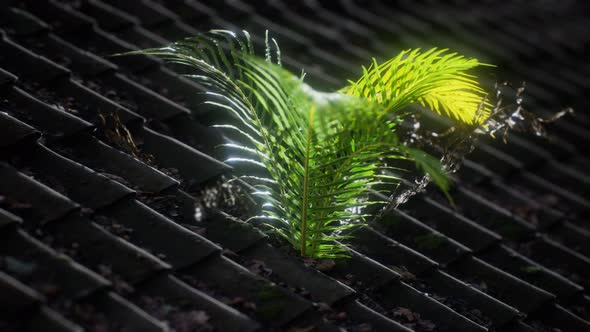 Moss and Fern on Old Roof