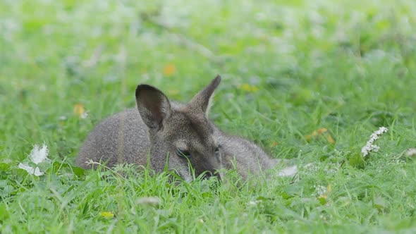 Bennett's Tree-kangaroo Lying on Grass. Dendrolagus Bennettianus Grazing in the Meadow.