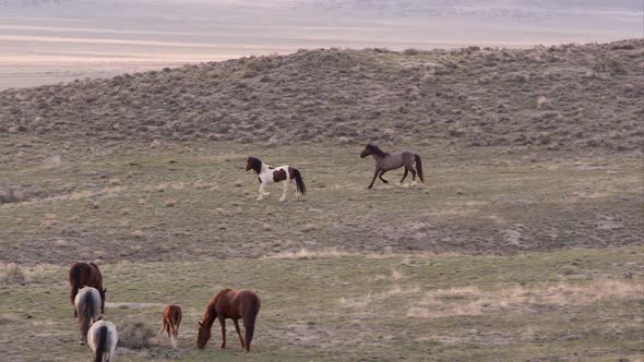 Panning view of wild horses in the distance