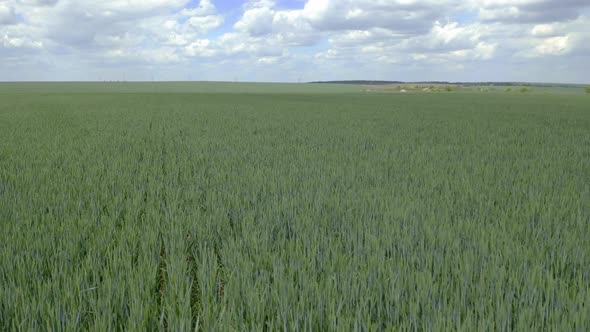 speed flight from a drone a close over of green young wheat field 