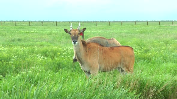 Eland in the Desert in the Spring