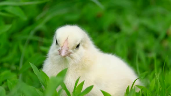 Little Yellow Chicken Sitting in the Green Grass and Pecking at the Grass