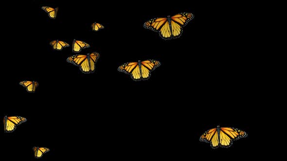 Butterflies Background 