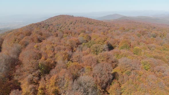 Sabaduri Mountain, Autumn forest, Georgia