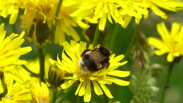 Honey Bee Gathering Flower Pollen of Dandelion Flower during bright sunny day outdoors in nature. Bu