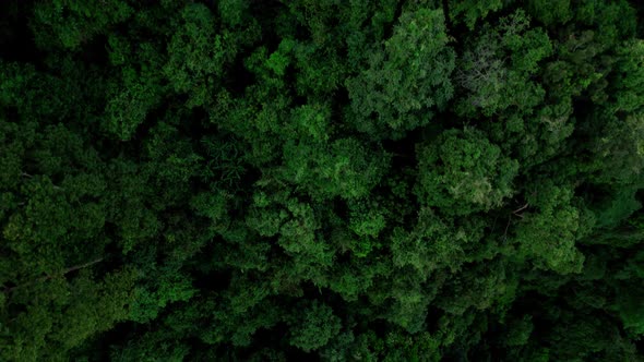 Dense jungle forest in Ko Samui, Thailand, aerial top down view