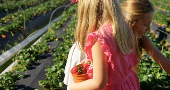 Girls picking strawberries in the farm 4k