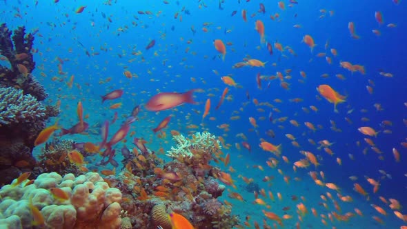 Underwater Colorful World