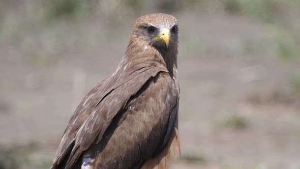 Close up from a Yellow billed kite