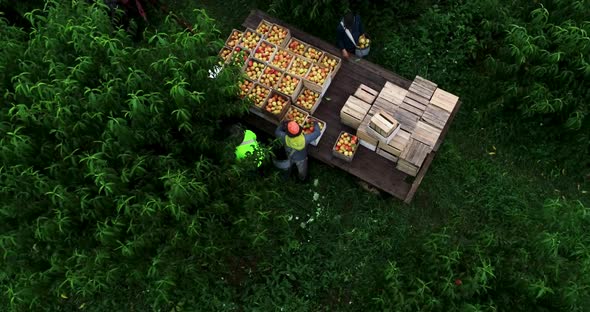 Aerial view looking straight down and orbiting a flatbed loaded with freshly picked peaches in an or