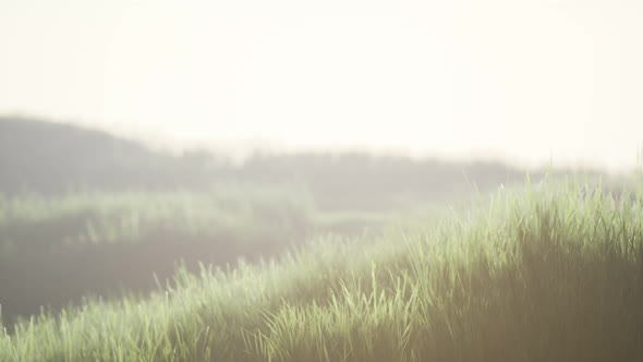 Green Field with Tall Grass in the Early Morning with Fog